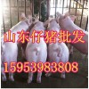 １５９５３９８３８０８出售仔豬苗豬山東仔豬供應(yīng)基地