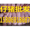 三元仔豬繁育基地今日仔豬供應價格