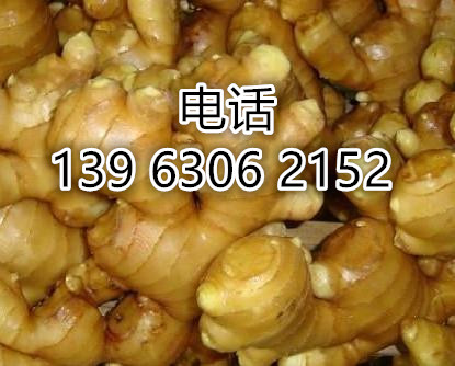 我處生姜價格 大姜存貨供應(yīng)價格 大黃姜賠本銷售