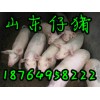 供應仔豬低價出售 山東仔豬批發(fā)基地 臨沂仔豬小豬產(chǎn)地