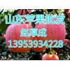 山東庫存紅富士蘋果價(jià)格