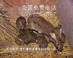 最大比利時野兔養殖基地