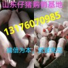 山東仔豬價(jià)格三元仔豬批發(fā)
