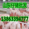 仔豬批發山東優良仔豬產地批發
