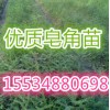 西府海棠、五角楓、合歡苗、皂角小苗、連翹、牡丹苗