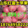 １８７６４９５８２２２庫存蘋果掉價/山東紅富士蘋果產(chǎn)地價格