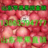 低價供應山東精品紅富士蘋果