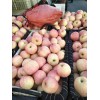 山東蘋果市場動態，紅富士蘋果批發行情