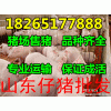 廣東汕頭批發(fā)仔豬苗豬小豬價格