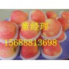 山東莒縣冷庫(kù)蘋(píng)果供應(yīng)
