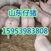 山東仔豬價(jià)格行情