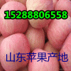 供應山東庫存紅富士蘋果最新價格
