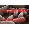 今日山東仔豬批發(fā)價(jià)格