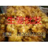 山東姜種報(bào)價(jià)、生姜批發(fā)產(chǎn)地