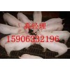 15906332196出售山東莒縣10~60公斤優良仔豬