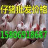 出售仔豬15806918687山東仔豬批發(fā)價(jià)格行情