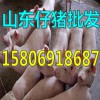 出售仔豬15806918687山東養(yǎng)豬場供應仔豬價格