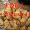 低價供應(yīng)山東生姜價格