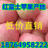 供應大量批發(fā)蘋果便宜 山東庫存紅富士產(chǎn)地最新價格