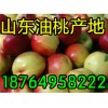 供應油桃上市價格 山東油桃產(chǎn)地 臨沂油桃批發(fā)市場
