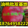 供應去哪里批發(fā)油桃 山東油桃大量上市 今日大棚油桃報價