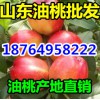 山東油桃價格 山東油桃產(chǎn)地 山東油桃批發(fā)