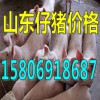 供應山東三元豬苗