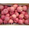 山東冷庫紅富士蘋果批發(fā)