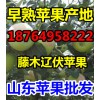 早熟蘋果怎么批發 今年蘋果價格 山東早熟蘋果產地