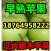 供應(yīng)藤木遼伏蘋果產(chǎn)地價(jià)格，山東早熟蘋果大量上市