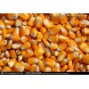 大量求購玉米、高粱、糯米、碎米、大米、小麥、大豆
