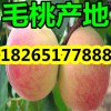 山東現(xiàn)在優(yōu)質(zhì)毛桃批發(fā)價(jià)格