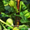 適合大棚栽培優(yōu)良無(wú)花果苗供應(yīng)A42華麗無(wú)花果樹(shù)苗