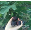 適合大棚栽培優(yōu)良無(wú)花果苗供應(yīng)加州黑無(wú)花果樹(shù)苗