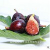 適合大棚栽培優(yōu)良無(wú)花果苗供應(yīng)紫色波爾多無(wú)花果樹(shù)