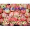 嘎啦蘋果產(chǎn)地嘎啦蘋果價(jià)格