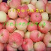 常年供應優(yōu)質嘎啦美八蘋果