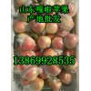 今日優質嘎啦蘋果產地批發
