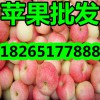 近日山東優質格蘋果價格行情