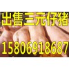 仔豬養(yǎng)殖基地銷售仔豬價格