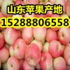 山東今日優質嘎啦蘋果價格行情
