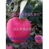 今日供應山東紅星金帥蘋果價格