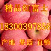 山東紅星蘋果產地價格