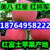 今日紅星紅將軍蘋果多少錢 山東蘋果產地批發價格
