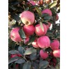 紙袋膜袋紅星紅將軍蘋果產(chǎn)地價(jià)格13176070985