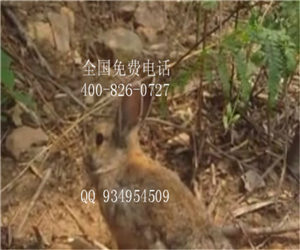 食草動(dòng)物雜交野兔種兔養(yǎng)殖基地