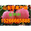 【15266665888】山東紅星蘋(píng)果大量上市