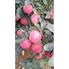山東紅星蘋果批發(fā)信息，紅將軍蘋果供應(yīng)