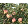 山東省大量紅將軍蘋果今日批發(fā)價(jià)格