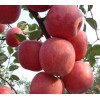 山東紅將軍蘋果批發(fā)價格